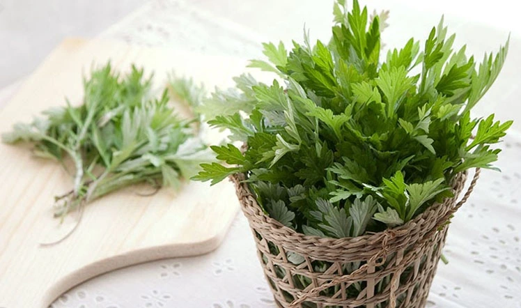 chiet-xuat-ngai-cuu-mugwort-extract-co-cong-dung-gi-trong-lam-dep-tpcos